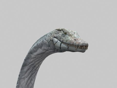 Real Plesiosaur Elasmosaur - 8K Modello 3D
