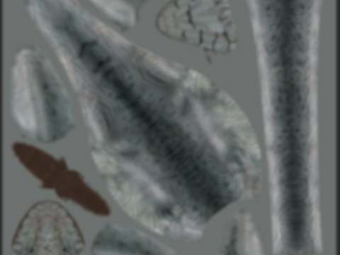 Real Plesiosaur Elasmosaur - 8K Modello 3D