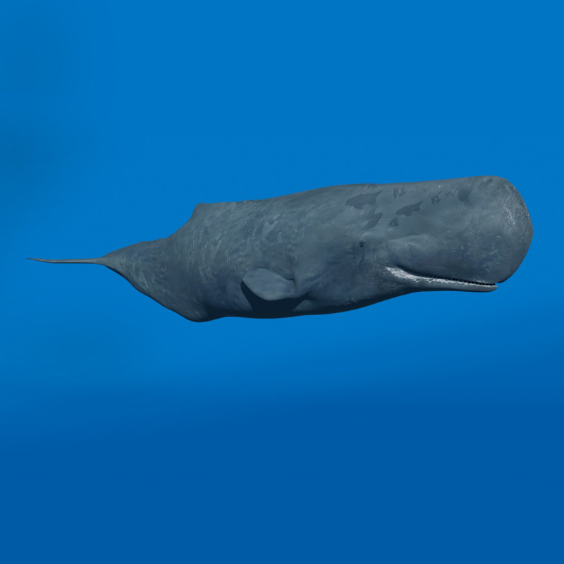 Photoreal Sperm Whale 8K - 3d animated 3Dモデル .c4d .max .obj .3ds .fbx .stl .blend 