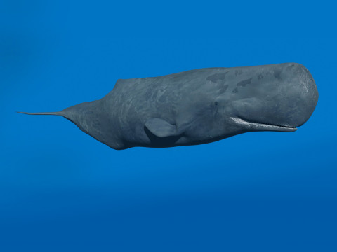 Photoreal Sperm Whale 8K - 3d animated Modelo 3D