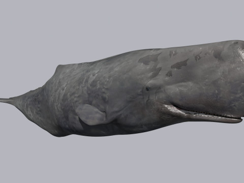 Photoreal Sperm Whale 8K - 3d animated 3Dモデル