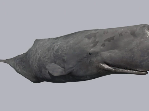 Photoreal Sperm Whale 8K - 3d animated 3D Model