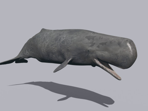 Photoreal Sperm Whale 8K - 3d animated 3Dモデル