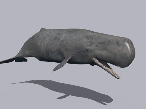 Photoreal Sperm Whale 8K - 3d animated 3D Model