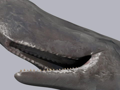 Photoreal Sperm Whale 8K - 3d animated 3Dモデル