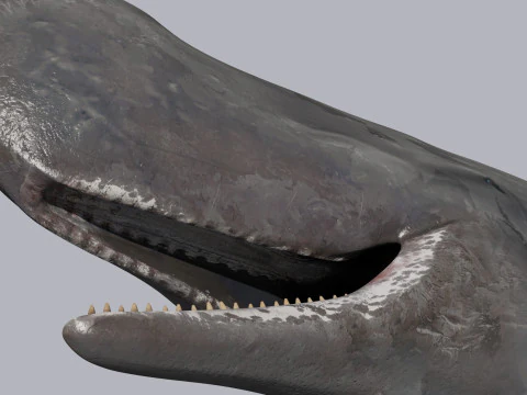 Photoreal Sperm Whale 8K - 3d animated 3D Model