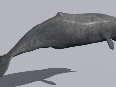 Photoreal Sperm Whale 8K - 3d animated 3Dモデル