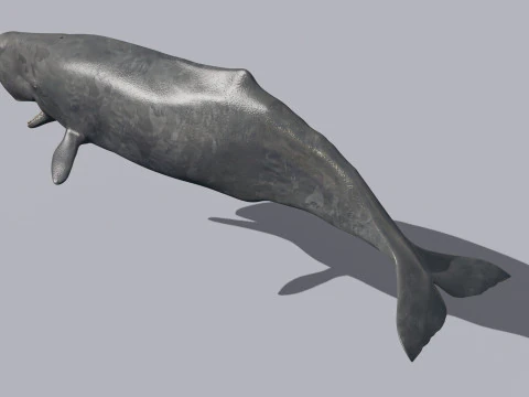 Photoreal Sperm Whale 8K - 3d animated 3D Model