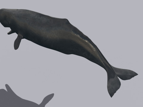 Photoreal Sperm Whale 8K - 3d animated 3Dモデル
