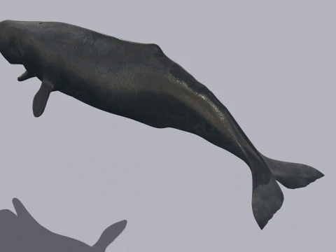 Photoreal Sperm Whale 8K - 3d animated 3D Model