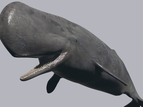 Photoreal Sperm Whale 8K - 3d animated 3Dモデル