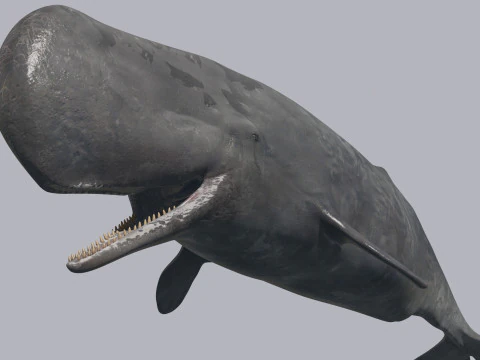 Photoreal Sperm Whale 8K - 3d animated 3D Model
