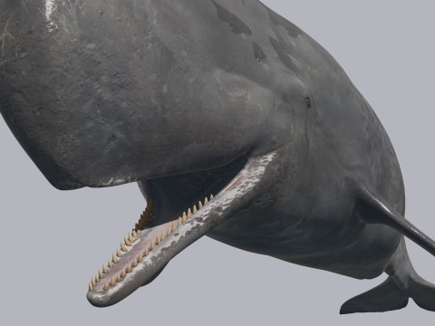 Photoreal Sperm Whale 8K - 3d animated 3Dモデル