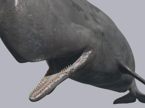 Photoreal Sperm Whale 8K - 3d animated 3D Model