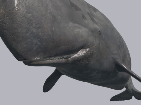 Photoreal Sperm Whale 8K - 3d animated 3Dモデル