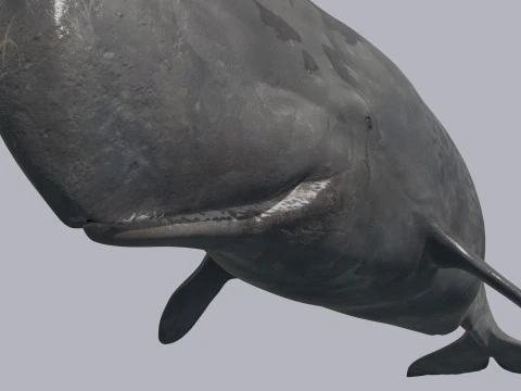 Photoreal Sperm Whale 8K - 3d animated 3D Model