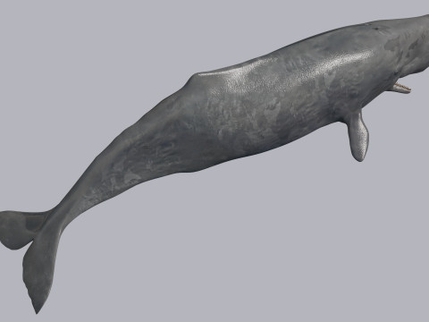 Photoreal Sperm Whale 8K - 3d animated 3Dモデル