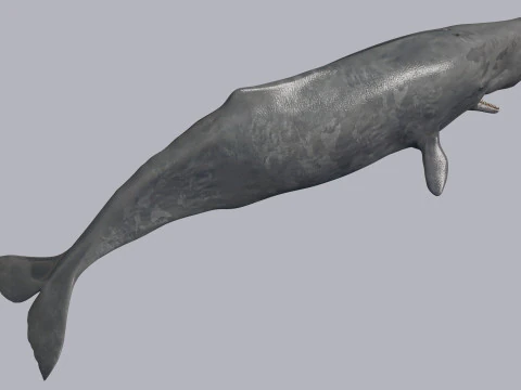 Photoreal Sperm Whale 8K - 3d animated 3D Model