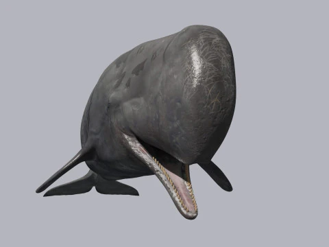Photoreal Sperm Whale 8K - 3d animated 3D Model