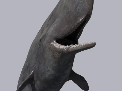 Photoreal Sperm Whale 8K - 3d animated 3Dモデル