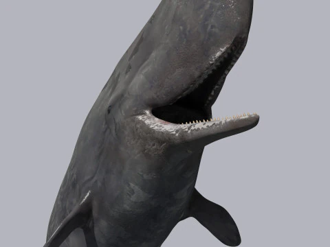 Photoreal Sperm Whale 8K - 3d animated 3D Model