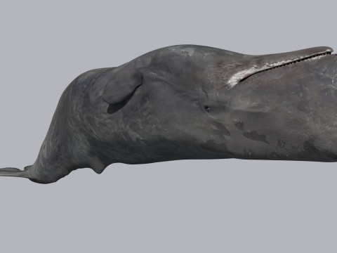 Photoreal Sperm Whale 8K - 3d animated 3Dモデル