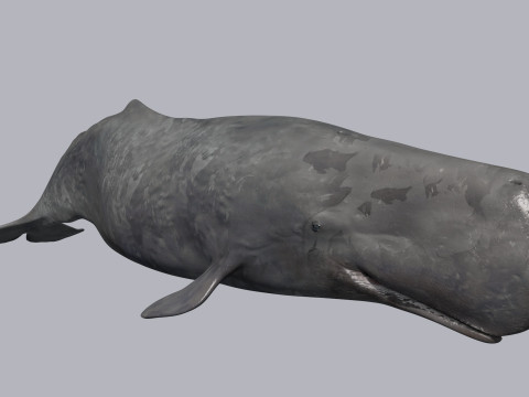 Photoreal Sperm Whale 8K - 3d animated 3Dモデル