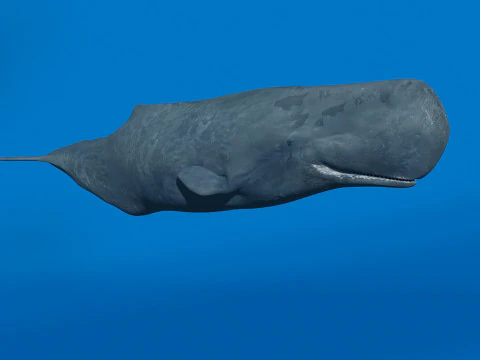 Photoreal Sperm Whale 8K - 3d animated 3D Model