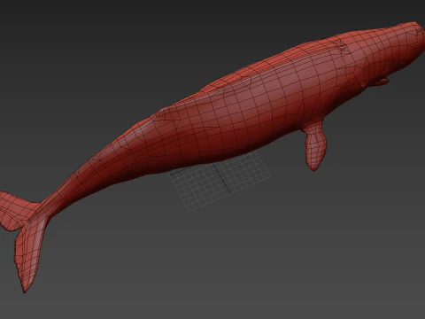 Photoreal Sperm Whale 8K - 3d animated 3D Model