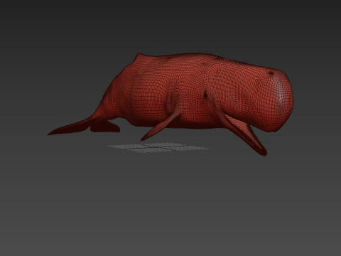 Photoreal Sperm Whale 8K - 3d animated 3D Model