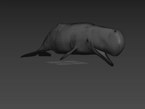 Photoreal Sperm Whale 8K - 3d animated 3D Model