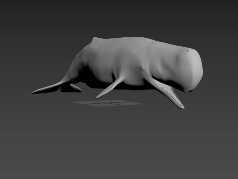Photoreal Sperm Whale 8K - 3d animated 3D Model