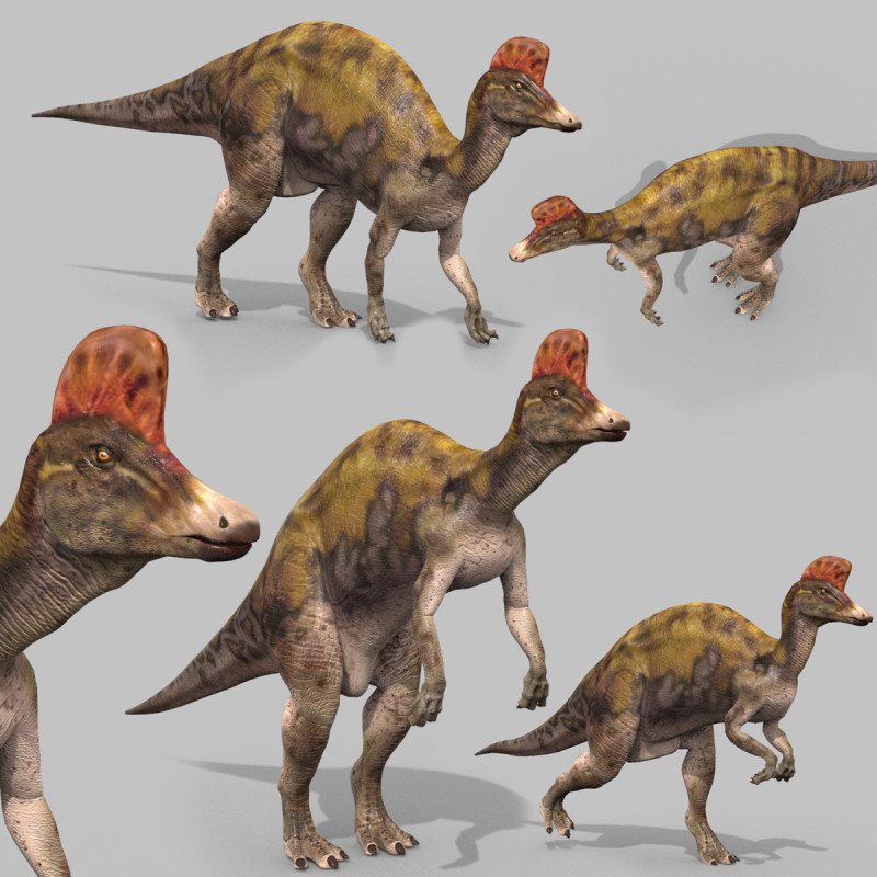 Real Animated Corythosaurus HD 3D Model .c4d .max .obj .3ds .fbx .stl .blend 