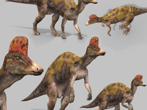 Real Animated Corythosaurus HD 3D Модель