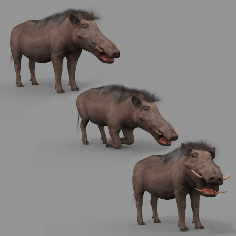 Warthog African pig - animated 3d fur model 3D मॉडल .c4d .max .obj .3ds .fbx .stl .blend 
