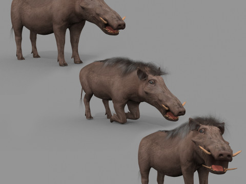 Warthog African pig - animated 3d fur model 3D Model