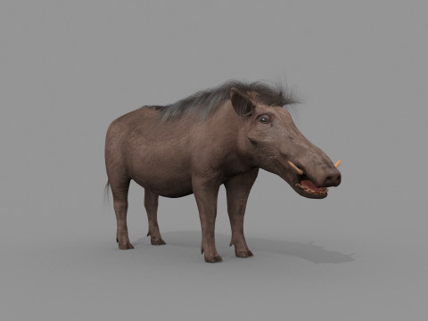 Warthog African pig - animated 3d fur model 3D मॉडल