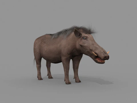 Warthog African pig - animated 3d fur model 3D Model