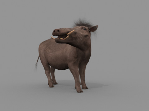 Warthog African pig - animated 3d fur model 3D मॉडल