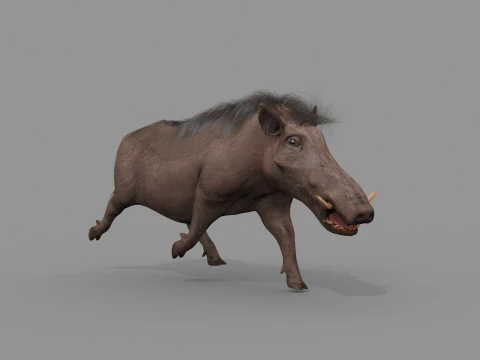 Warthog African pig - animated 3d fur model 3D Model