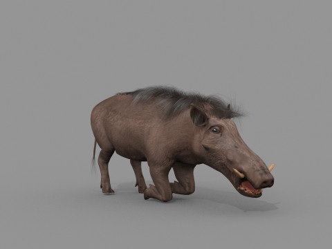 Warthog African pig - animated 3d fur model 3D मॉडल