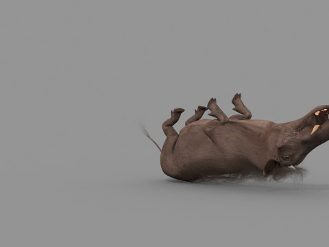 Warthog African pig - animated 3d fur model 3D मॉडल