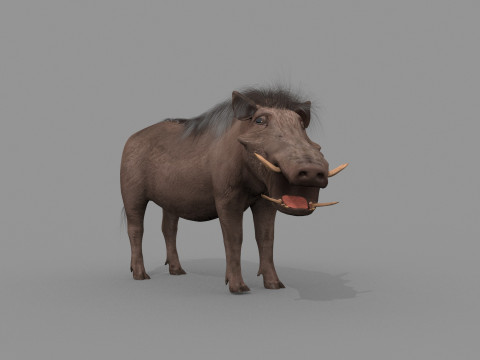 Warthog African pig - animated 3d fur model 3D मॉडल