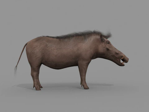 Warthog African pig - animated 3d fur model 3D Model