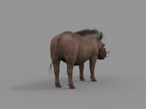 Warthog African pig - animated 3d fur model 3D मॉडल
