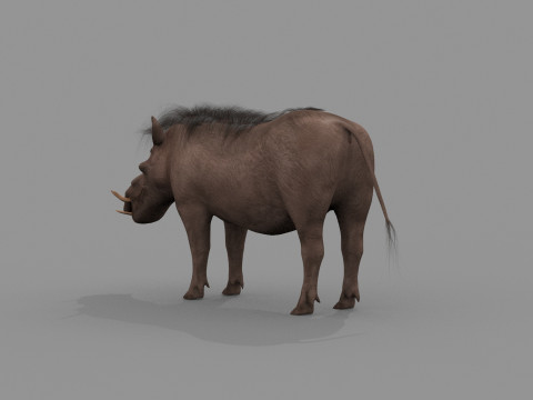Warthog African pig - animated 3d fur model 3D मॉडल