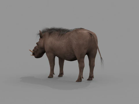 Warthog African pig - animated 3d fur model 3D Model