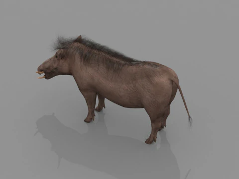 Warthog African pig - animated 3d fur model 3D Model
