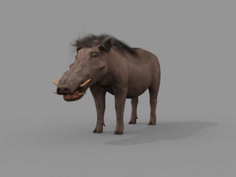 Warthog African pig - animated 3d fur model 3D मॉडल