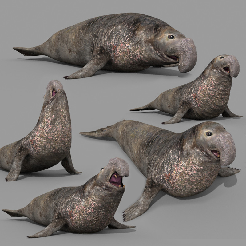 Sea Elephant Seal - 8K 3d animated 3D-Modell .c4d .max .obj .3ds .fbx .stl .blend 